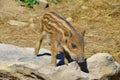 Wild boar piglet Royalty Free Stock Photo