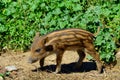 Wild boar piglet Royalty Free Stock Photo