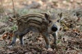 Wild boar piglet in the forest, spring