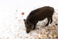 Wild boar piglet Sus scrofa, known as the wild swine, wild pig eating on the mud dug up from the snow