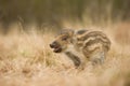 The Wild Boar piglet, sus scrofa