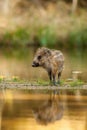 The Wild Boar piglet, sus scrofa is standing in the shoreline of a pond