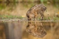 The Wild Boar piglet, sus scrofa is standing in the shoreline of a pond