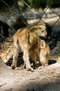 Wild boar piglet Royalty Free Stock Photo