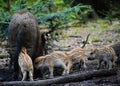 Wild boar piglets deink milk from her mother, spring, germany Royalty Free Stock Photo