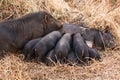 Wild boar piglets drink milk from her mother Royalty Free Stock Photo