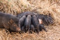 Wild boar piglets drink milk from her mother Royalty Free Stock Photo