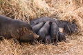 Wild boar piglets drink milk from her mother Royalty Free Stock Photo