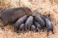 Wild boar piglets drink milk from her mother Royalty Free Stock Photo