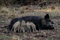 Wild boar piglets drink milk from her mother, spring Royalty Free Stock Photo