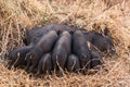 Wild boar piglets drink milk from her mother Royalty Free Stock Photo