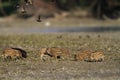 Wild boar piglets eating in the mud