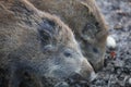 Wild Boar Piglets in the Forest. Germany Royalty Free Stock Photo