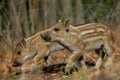 Wild boar piglets in the forest Royalty Free Stock Photo