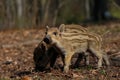 Wild boar piglets in the forest, spring Royalty Free Stock Photo