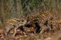 Wild boar piglets playing fight, forest, spring Royalty Free Stock Photo