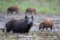 Wild boar with piglets in shallow water and mud in forest Royalty Free Stock Photo