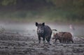 Wild boar with piglets walking in mud Royalty Free Stock Photo