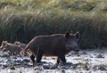 Wild boar with piglets Royalty Free Stock Photo