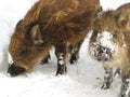 Wild Boar Piglets In Winter Royalty Free Stock Photo