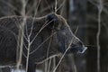 Wild boar portrait in the forest