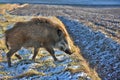 Wild boar prowling over a frosty field in winter
