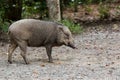 Wild Boar at Pulau Ubin Island Royalty Free Stock Photo