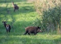 Wild boar and red deer in natural habitat Royalty Free Stock Photo