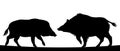 Wild boar rivals. Fight for territory. Animal in natural habitat. Wild pig illustration. Isolated on white background