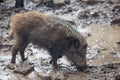 Wild boar rooting for food in mud.