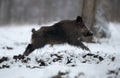 Wild boar running on snow in forest Royalty Free Stock Photo