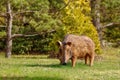 Wild boar sculpture Royalty Free Stock Photo