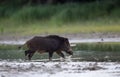 Wild boar in shallow water in forest