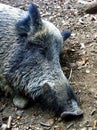 Wild boar