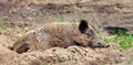 Wild boar sleeps peacefully buried in mud in the embrace of the sun`s rays Royalty Free Stock Photo