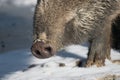 Wild boar snout close up  Sus Scrofa pig Royalty Free Stock Photo