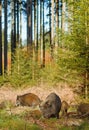 Wild boar sounder Royalty Free Stock Photo