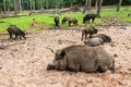 Wild boar sounder Royalty Free Stock Photo