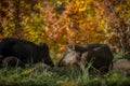 Wild boar sounder in fall colours Royalty Free Stock Photo