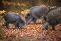 Wild boar sounder Royalty Free Stock Photo