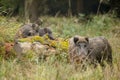 Wild boar sounder out foraging Royalty Free Stock Photo