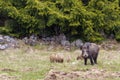 Wild boar sow with young piglets on a meadow