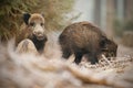 Wild boar in spring forest Royalty Free Stock Photo