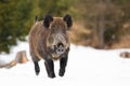 Wild boar sprinting on pasture in wintertime nature.