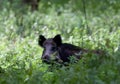 Wild boar Royalty Free Stock Photo