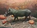 Wild boar statue in the museum