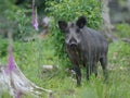 Wild boar summer Royalty Free Stock Photo