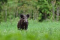 Wild boar