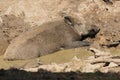 Wild boar sunbathing in the mud Royalty Free Stock Photo