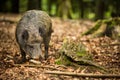 Wild boar (Sus scrofa) Royalty Free Stock Photo